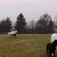 White mother horses and their black baby pony - VideoHive Item for Sale