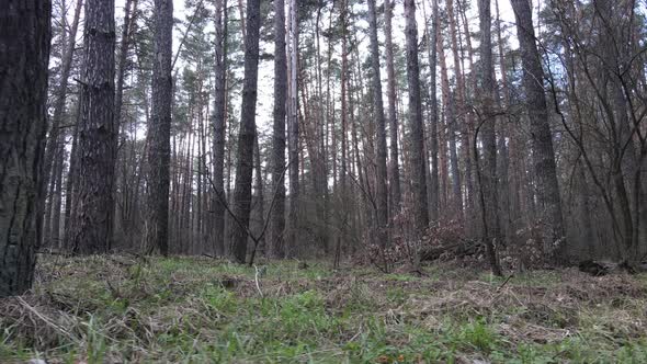 Trees in a Pine Forest During the Day Aerial View