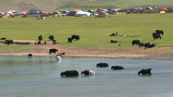 Yak Cattle Crossing the River's Waters in the Mongolian Meadows