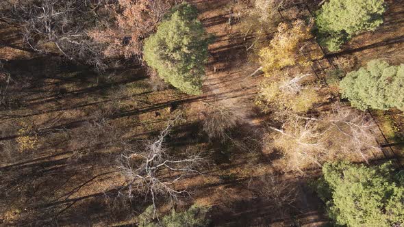 Beautiful Forest with Trees in an Autumn Day