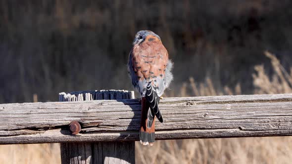 Kestrel perched on a fence