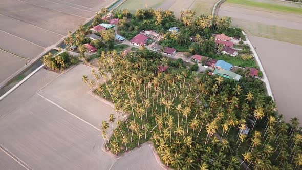 Aerial coconut plantation beside Malays kampung