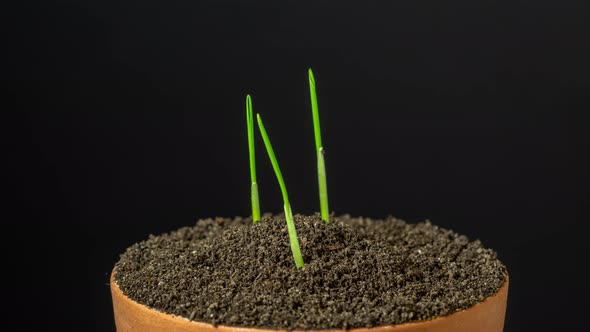 Wheat Sprout Timelapse