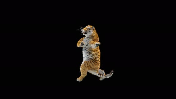 Tiger Dancing 4K