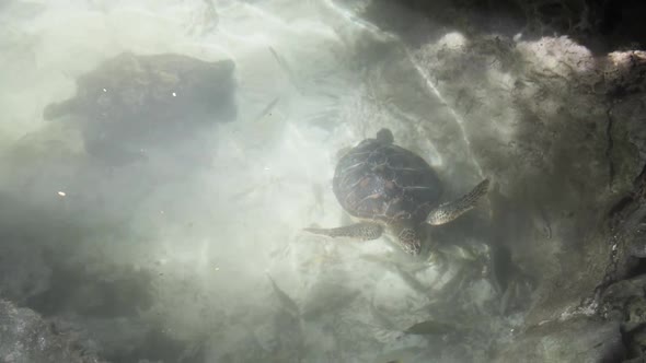 Giant Sea Turtle Swim Underwater in Natural Aquarium Zanzibar Tanzania