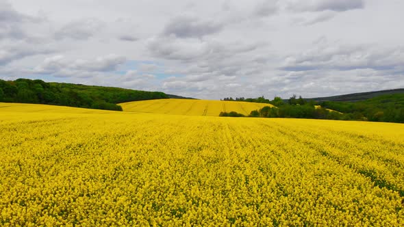 Aerial Drone Shot Drone Flying Above Blooming Rapeseed Field