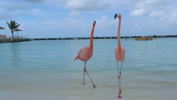 Aruba Beach with Pink Flamingos at the Beach Flamingo at the Beach in Aruba Island Caribbean