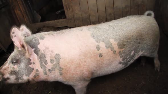 A dirty pig in a pigsty. Mumps shoves a piglet into the cell. Meat breed of pigs.