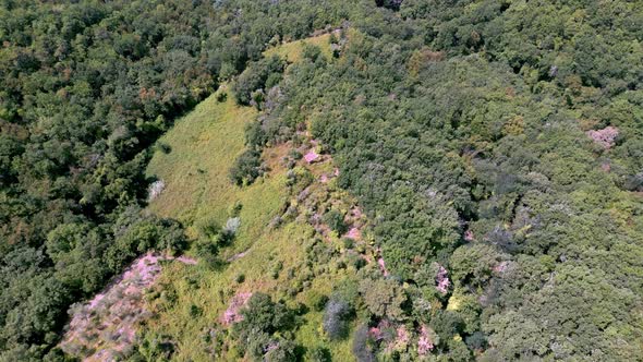 Beautiful Forest Drone