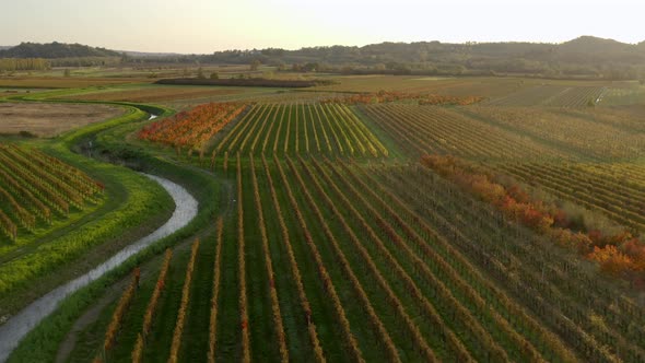 Descending aerial view over scenic golden yellow vineyards in autumn at sunset