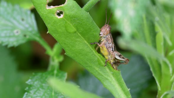 Single Locust feeding On The Green Foliage In The garden -closeup shot