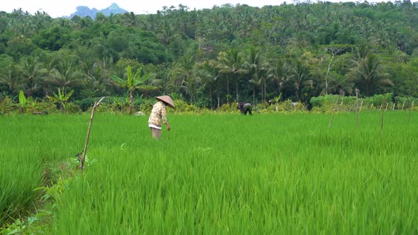 Farmers tending rice field, everyday cultivation effort of Indonesian people