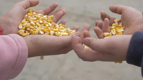 Children Hands Holding Corn Grains