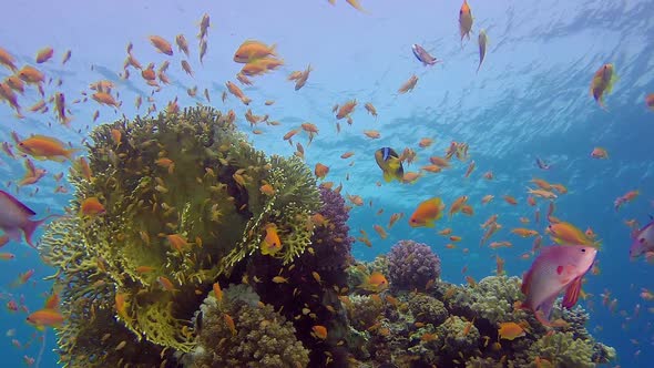 Underwater Sea Coral Reef