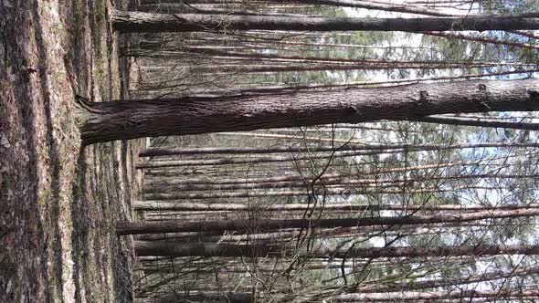 Vertical Video of Trees in a Pine Forest Slow Motion