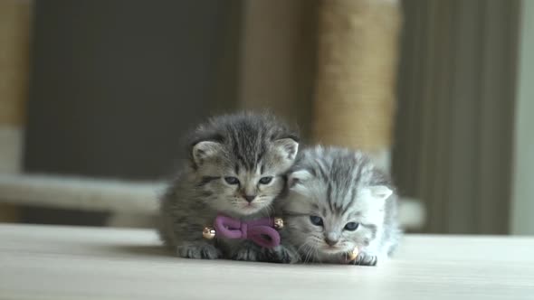 Two British Shorthair Kitten Lying On Wooden Table