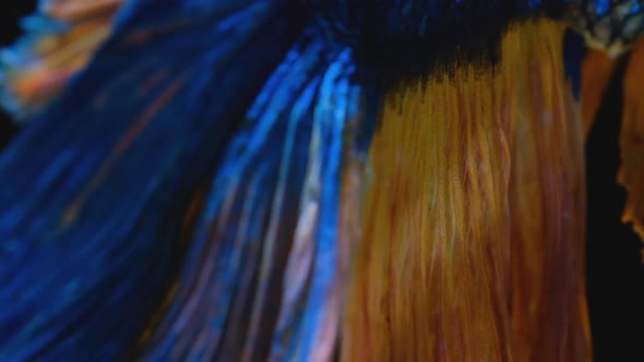 Close up and macro shot of head and front fin of blue Siamese fighting betta fish