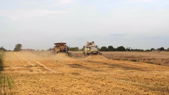 Wheat Harvesting on Field in Summer Season