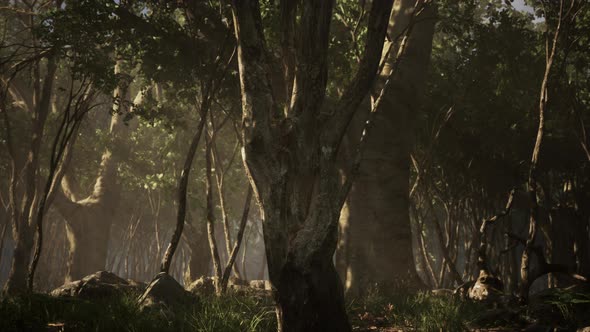 Roots of a Tree in a Misty Forest