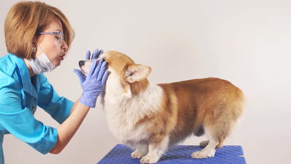 Young Experienced Female Vet Examining a Breed Dog in the Clinic.