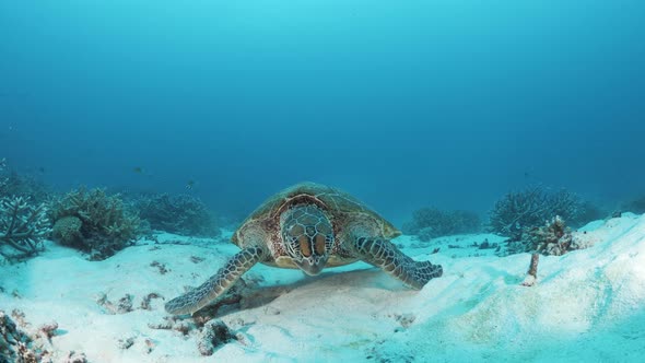 Curious sea turtle slowlying towards a scuba diver on the sand underwater. Close-up view