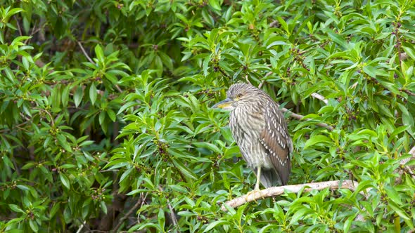 A juvenile Black-crowned night heron standing peacefully surrounded by tree leaves