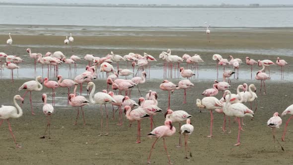 bird Rosy Flamingo colony in Walvis Bay, Namibia, Africa wildlife