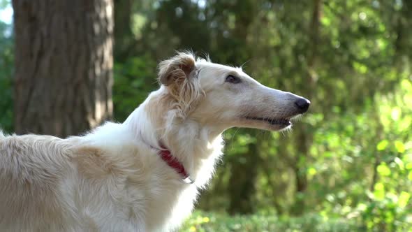 Russian Greyhound Dog Looking at Its Owner Carefully and Listening to Him Outdoors Park Woods