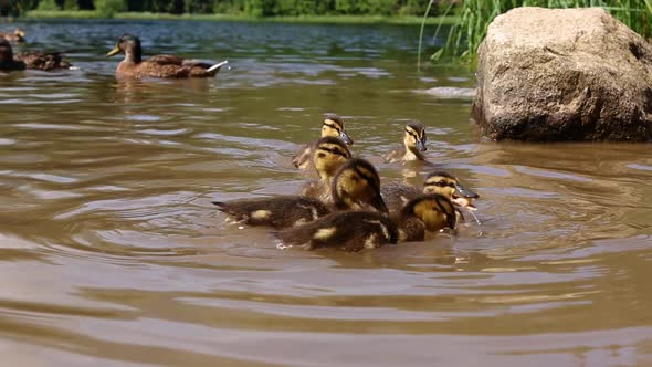 Medium shot of little wild ducklings being fed bread in a lake in High Tatras, Slovakia, water splas