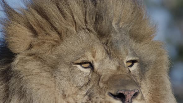 Lion extreme slow motion tilt down face close up