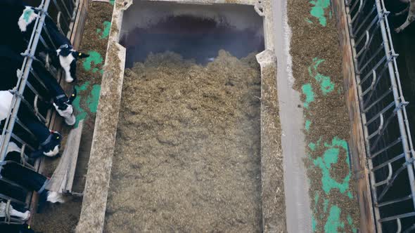 Top View of a Truck with Hay Driving Through the Cow Farm