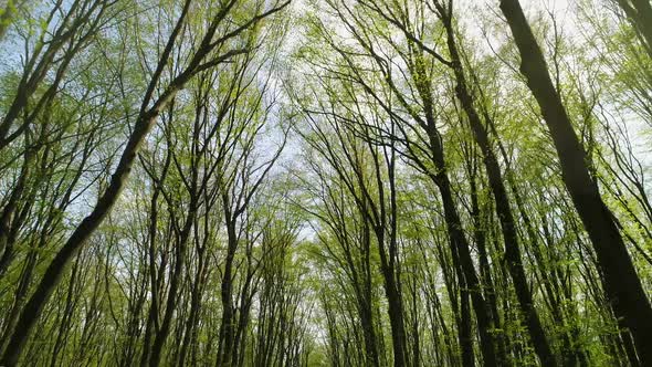 Trees with Small Leaves on Sky Background