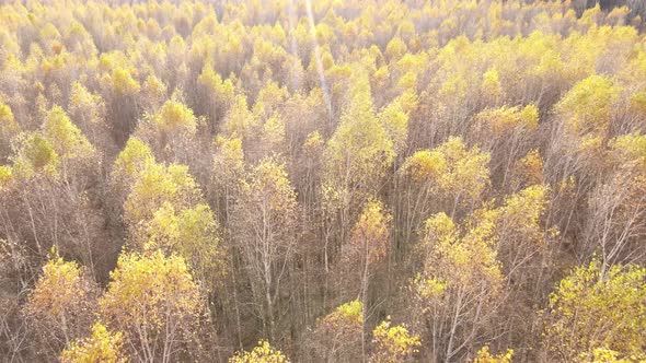 Forest with Trees in the Fall