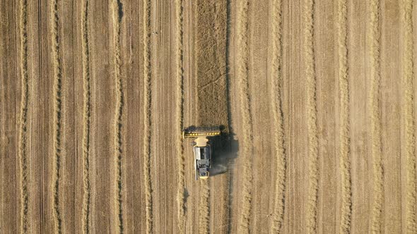 Combine Harvester Collecting Wheat In Agricultural Field At Summer Day