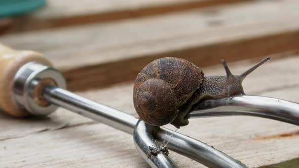 Snail on farmer's tool