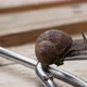 Snail on farmer's tool - VideoHive Item for Sale
