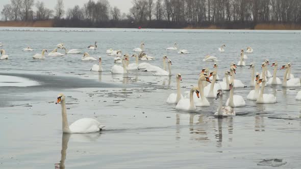 A Group of White Swans Swim on a Winter River