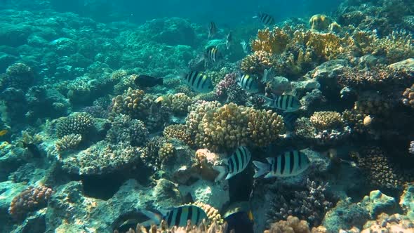 Tropical Coral Reef. Underwater Fishes in Ras Mohamed, Sharm El Sheikh, Egypt