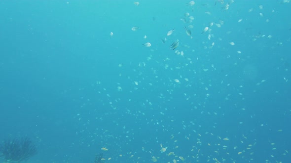 Tropical Fish in the Blue Ocean. Leyte, Philippines