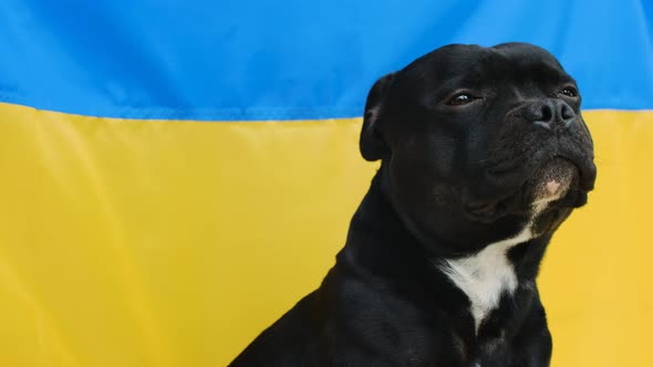 The Portrait of Staffordshire Bull Terrier with Ukrainian Flag in Background