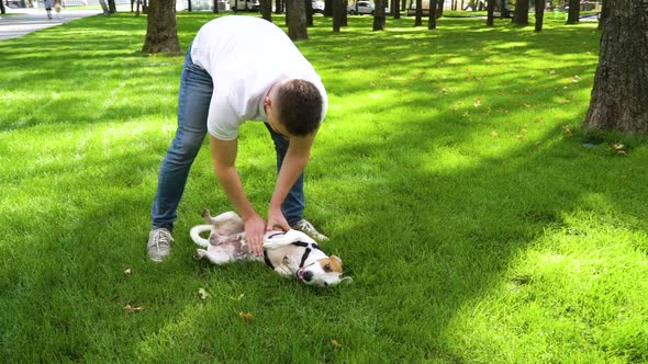 Happy Dog Owner Massaging Belly of Jack Russell Terrier on Green Lawn