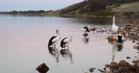 Five pelicans standing in the edge of a small bay, preening and resting in the early evening.