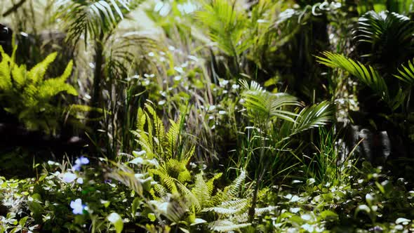 Close Up Jungle Grass and Plants alt