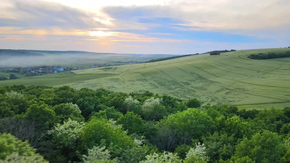 Aerial View of Dark Lush Forest with Blooming Green Trees Canopies in Spring