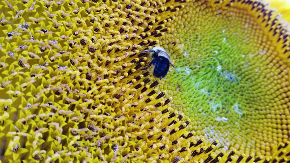 Bumblebee on Sunflower - Very Close Up