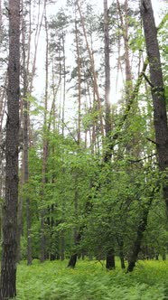 Vertical Video of Many Trees in the Forest