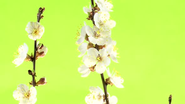 Apricot blossom isolated on green screen.