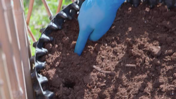 View of man planting strawberry bush into ground on garden bed. Sweden.