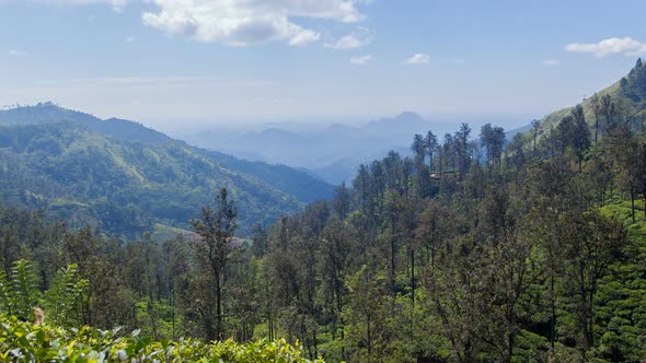 Mountain Tea Plantations Landscape Timelapse