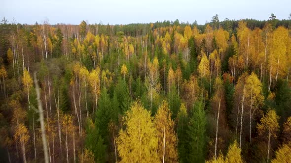 Beautiful aerial footage, flying over colorful autumn forest with yellow birches and firs, wide angl